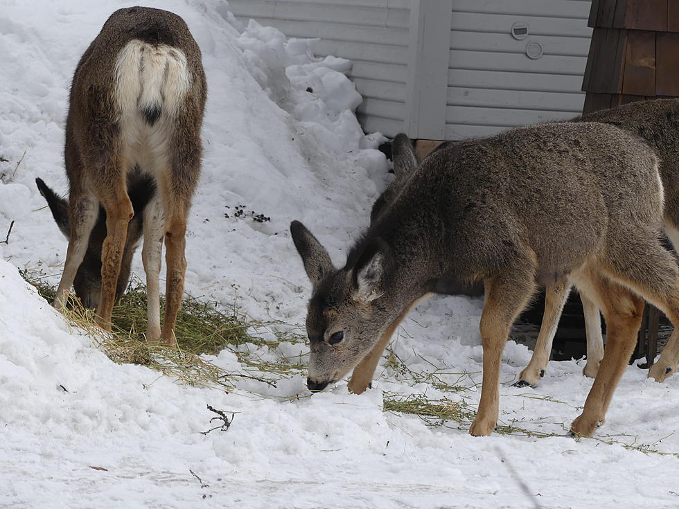 Wyoming Game & Fish: Please Don’t Feed Your Backyard Deer