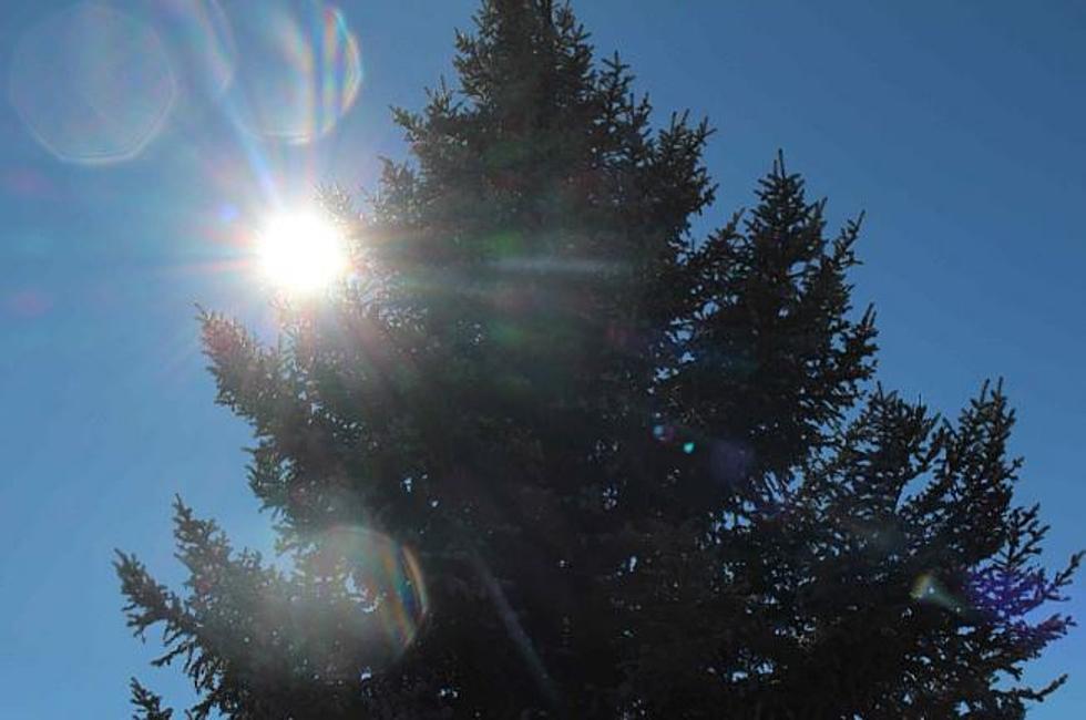 David Street Station Installs Community Christmas Tree and She&#8217;s a Beaut, Casper