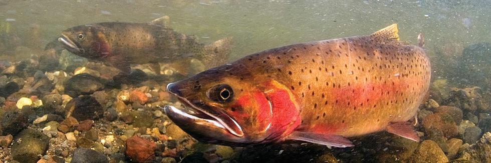 Game and Fish Seek Instream Flow Water Rights to Protect Native Trout