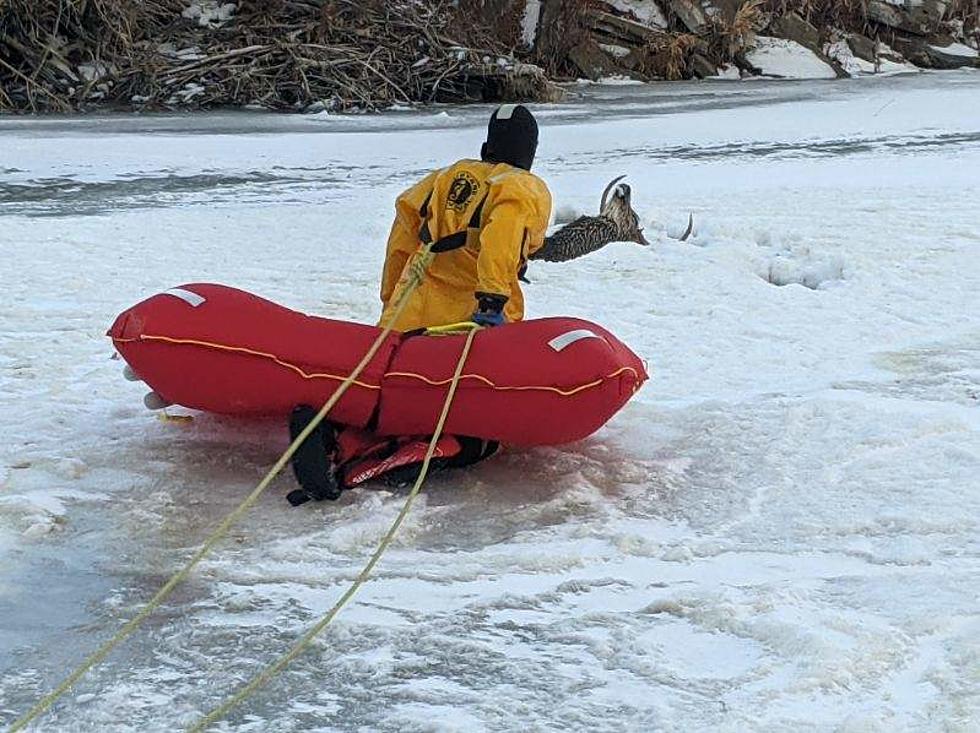 Wyoming Deer Rescued from the Ice by Fire Department and Ambulance