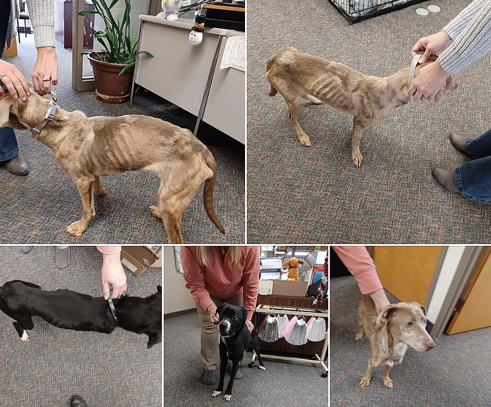 UDPATE: Owner of Malnourished Dogs in Evansville Located and Cited for Animal Cruelty