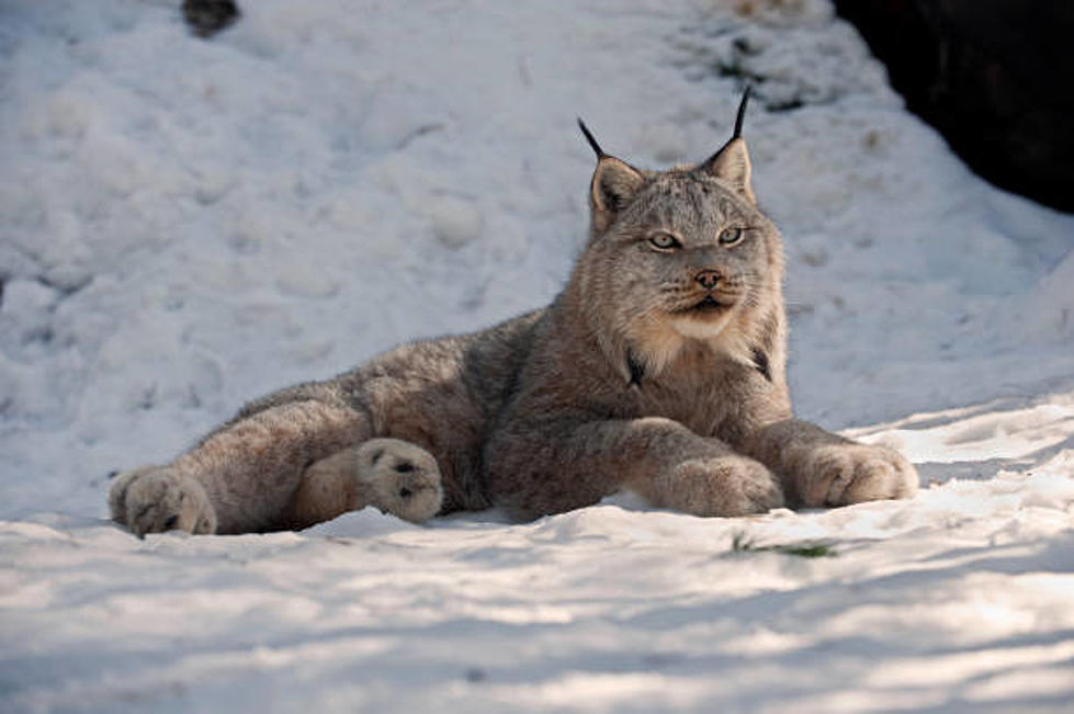 Officials Propose Making Parts of Wyoming into a Refuge for Canada Lynx