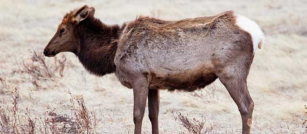 Cow Elk in Casper Region Tests Positive for Chronic Wasting Disease