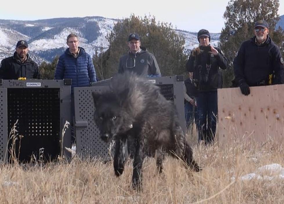 Colorado Parks and Wildlife Release Five Gray Wolves into Grand County and Not Everyone is Happy About It
