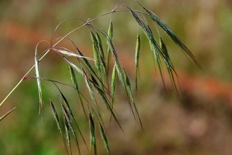 Gordon Proposes Legislature Set Aside $20 Million to Fight Invasive Species like Cheatgrass