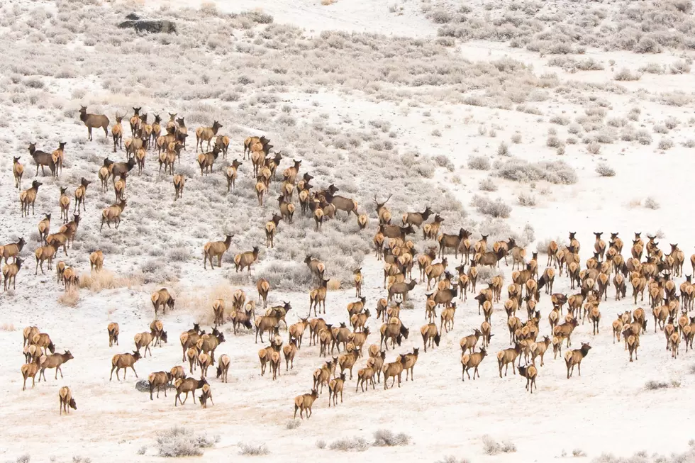 Soaring Elk Populations and Greater Access to Hunting Land Yield Record-Breaking Season for Wyoming Hunters