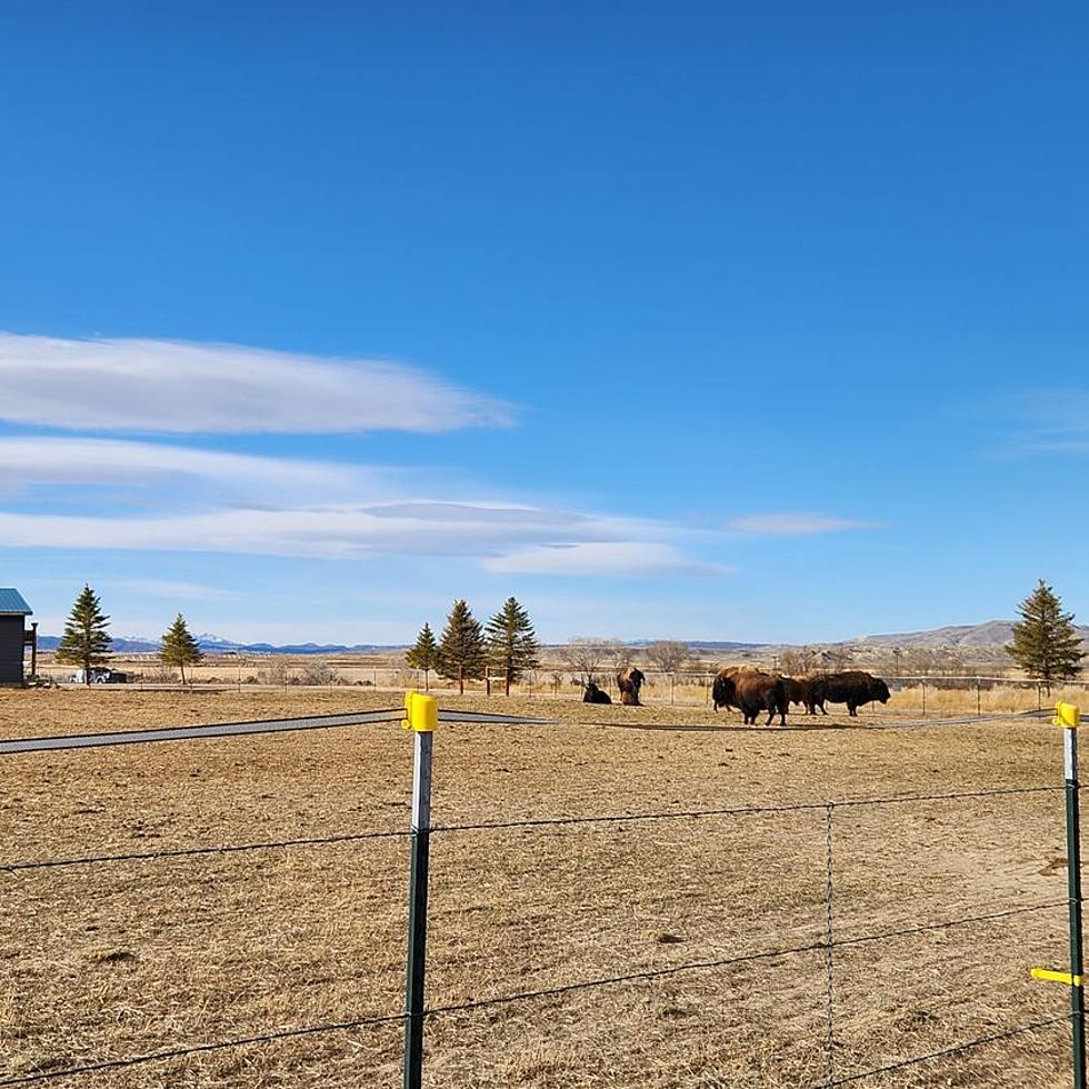 Bison Severely Injured After Being Shot, Natrona County Sheriffs Look for Suspect
