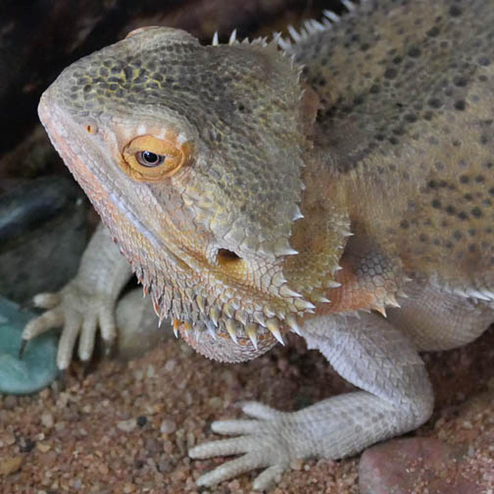 Who Can Say No To This Face? Bobbette the Bearded Lizard Needs a Home