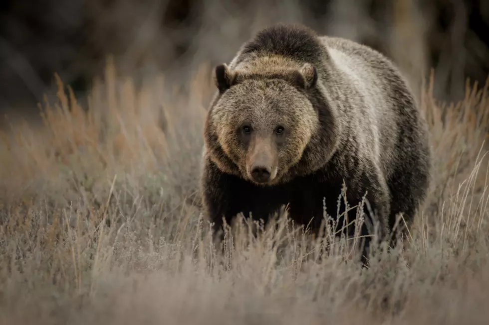 Grizzly Bear Euthanized After Cattle Attack at the Basin of the Bighorns
