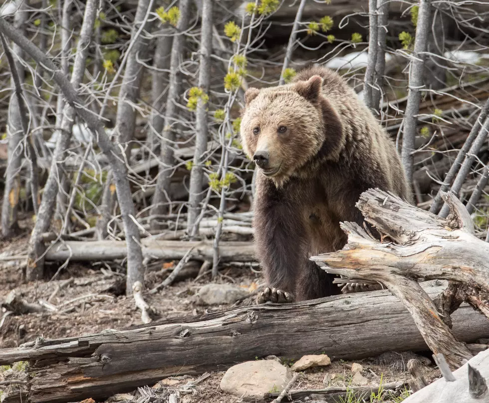 Yellowstone Visitors Be Warned: Do Not Venture into Bear Capture Areas