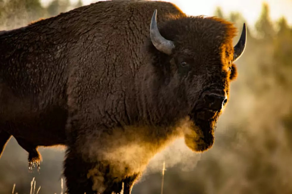 Idaho Man Injured, then Arrested After Allegedly Kicking Bison in the Leg While Drunk