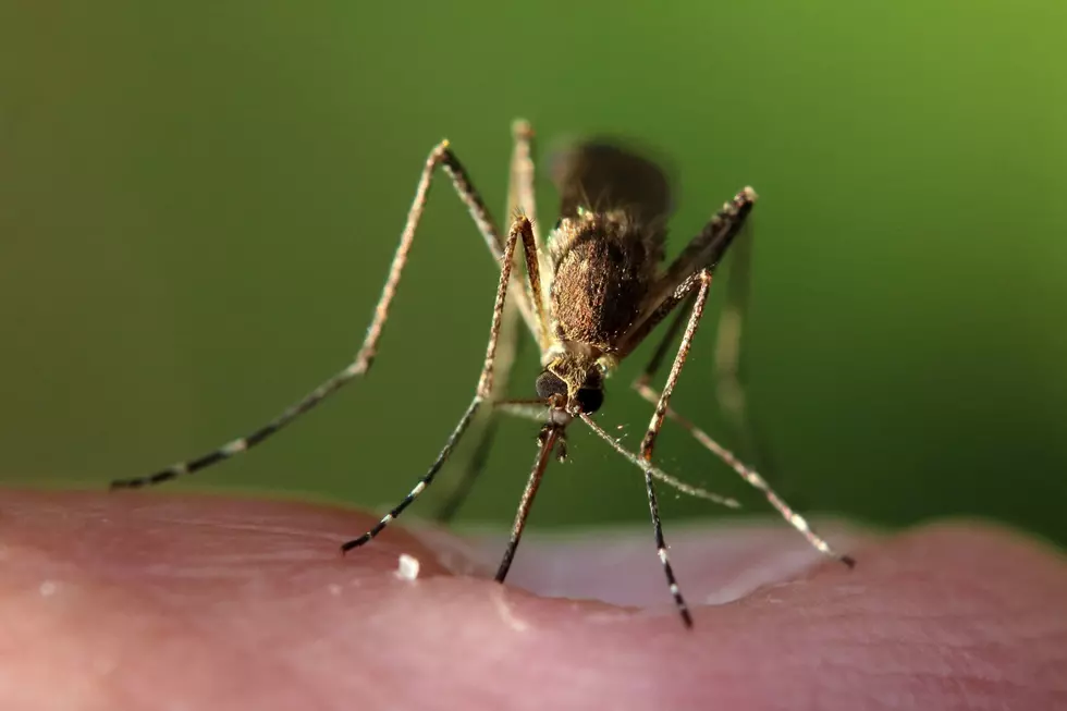 Spring In Wyoming: Mosquito Threat And Rise In West Nile Virus Cases