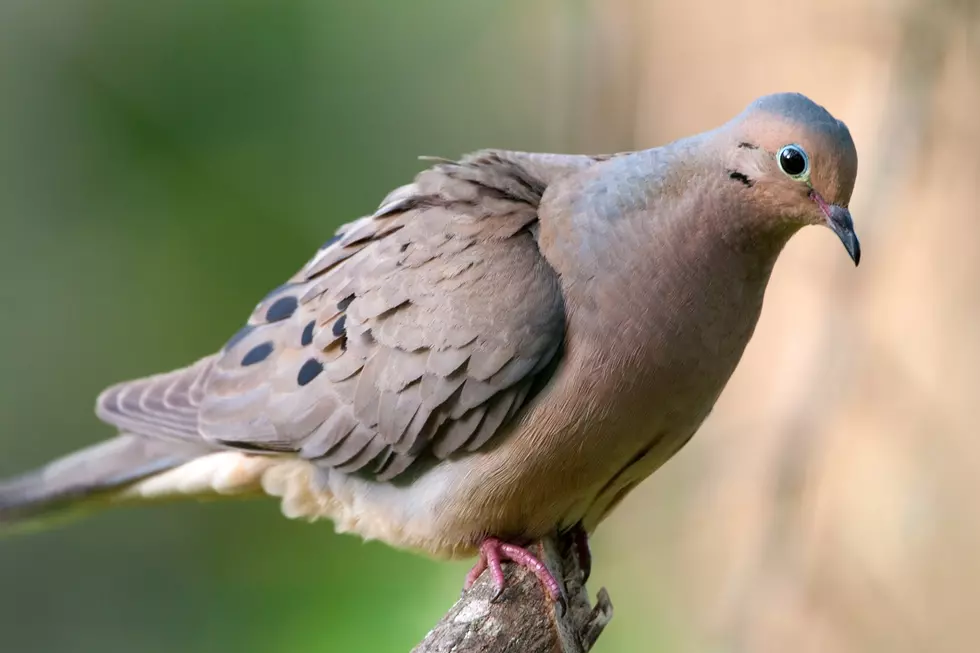 Infectious Bird Disease Identified in Casper Doves