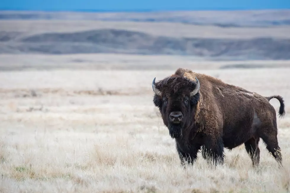 83-Year-Old Woman Gored by Bison in Yellowstone National Park