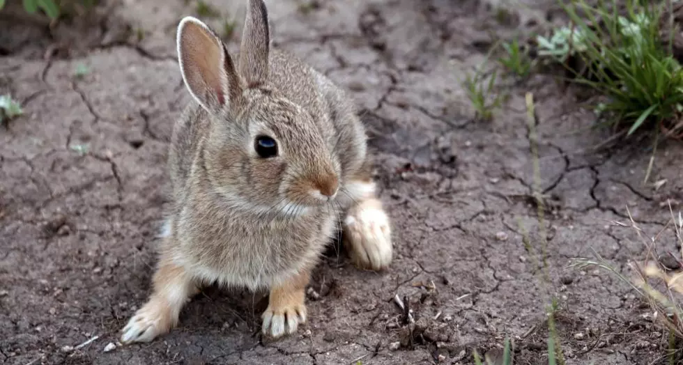 Wyomingites Being Asked to Report Dead Wild Rabbits to Game and Fish