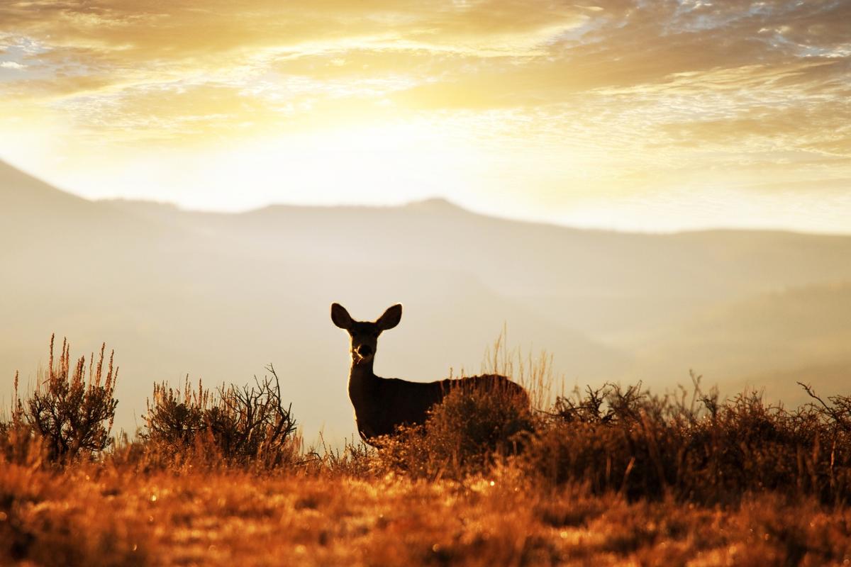 Wyoming’s 2025 Hunt Forecast for Casper Region