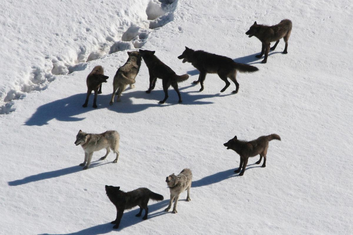 Gray Wolf Management In Colorado Under Federal Scrutiny