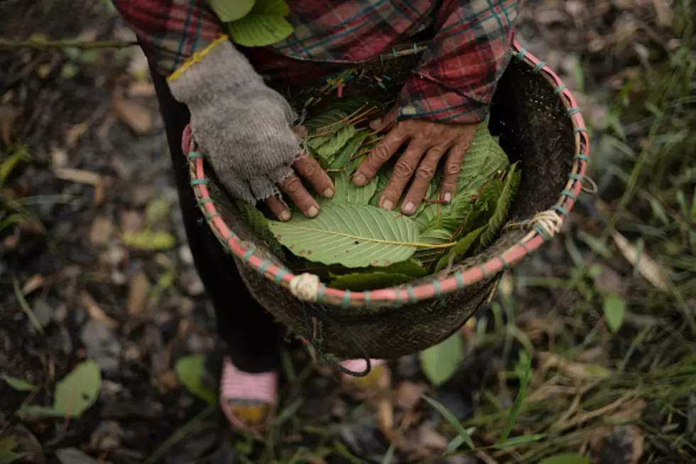 A worker stands with a basket of harvested kratom leaves at a plantation in Kapuas Hulu, West Kalimantan, Indonesia. Kratom, a coffee-like evergreen that Southeast Asian farmers have long chewed to relieve pain, is one of the hottest local commodities thanks to the opioid epidemic in the U.S. Photographer: Dimas Ardian/Bloomberg via Getty Images