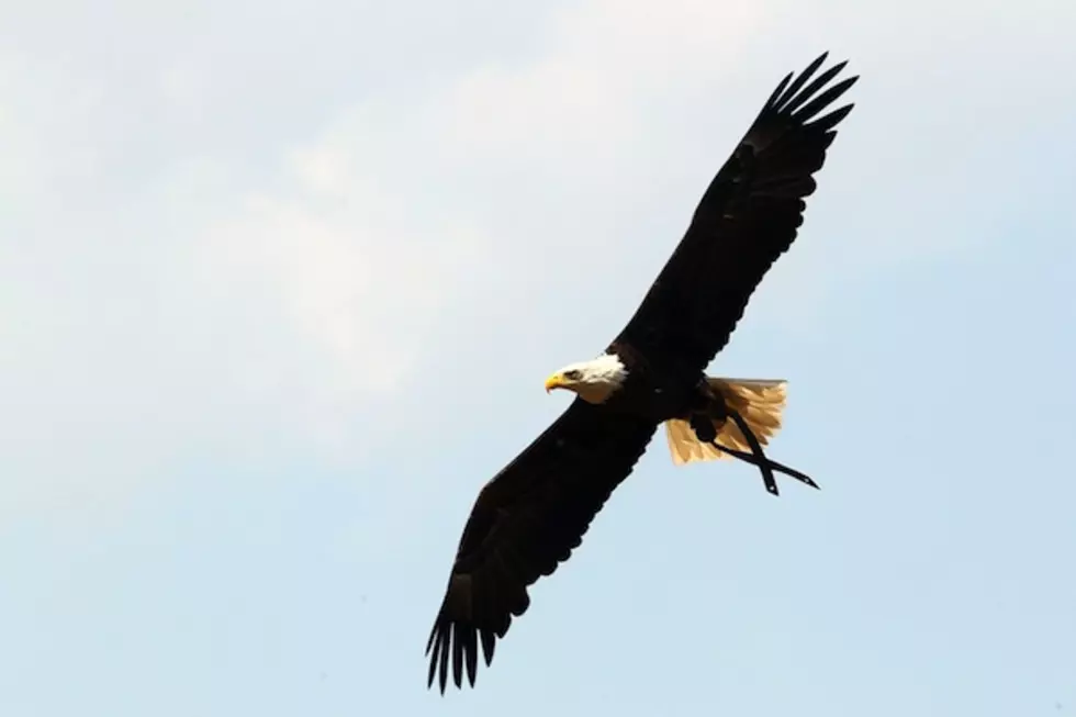 BLM Seeks Volunteers For Midwinter Bald Eagle Survey