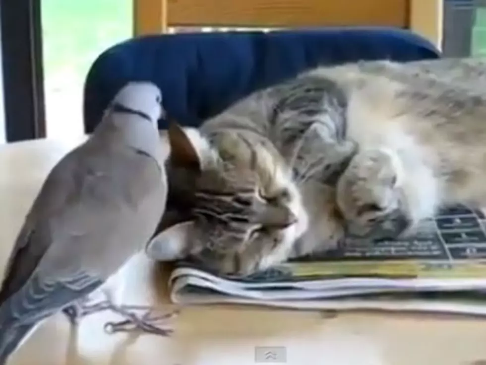 Dove Ruins Cat Nap [VIDEO]