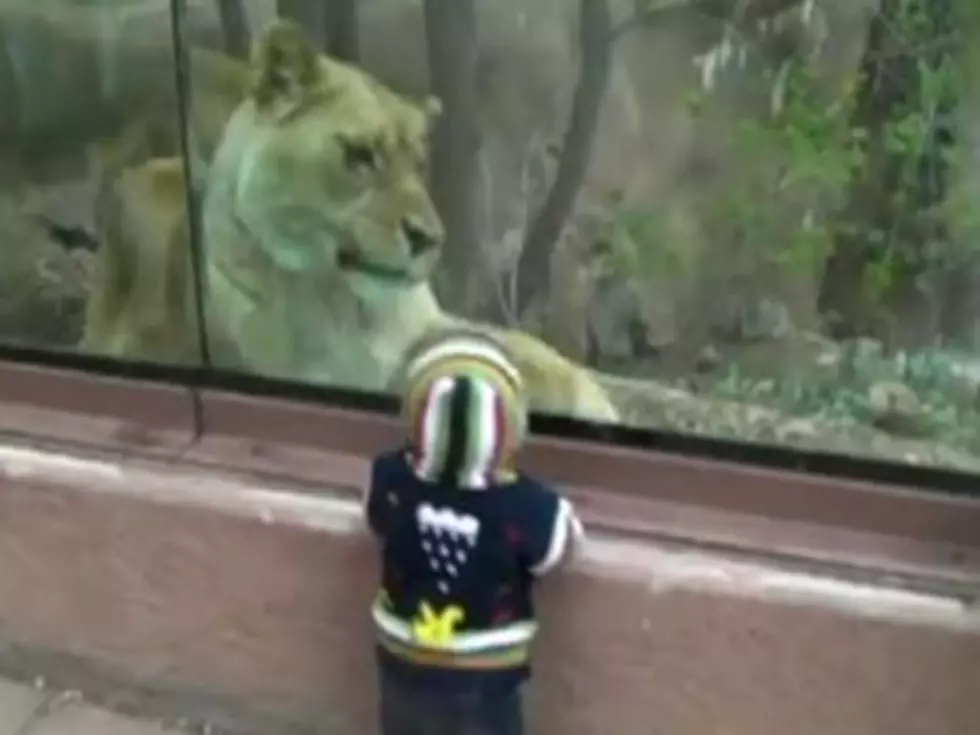 Lion Tries To Eat Human Baby At Zoo [VIDEO]