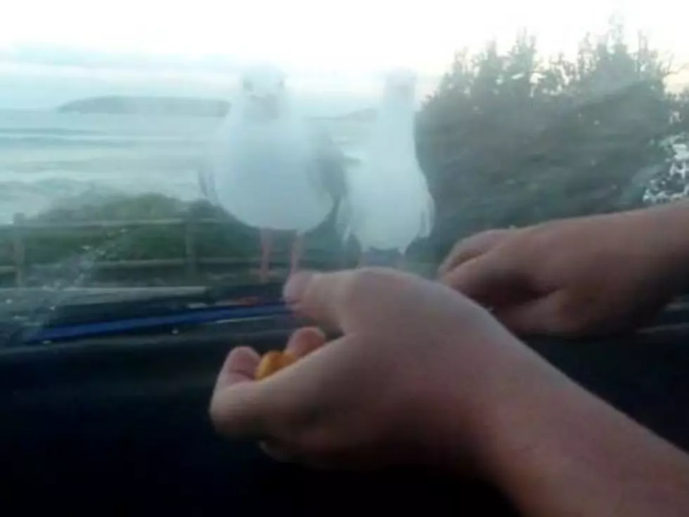 Humans Get Their Revenge on Thieving Seagulls [VIDEO]