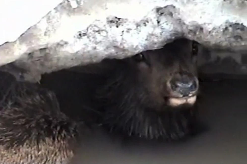 Stranded Elk Saved By Wyoming Hunters [VIDEO]