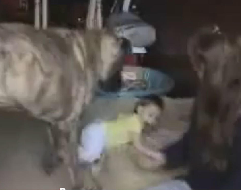 Watch As A Dog Tickles A Baby [VIDEO]