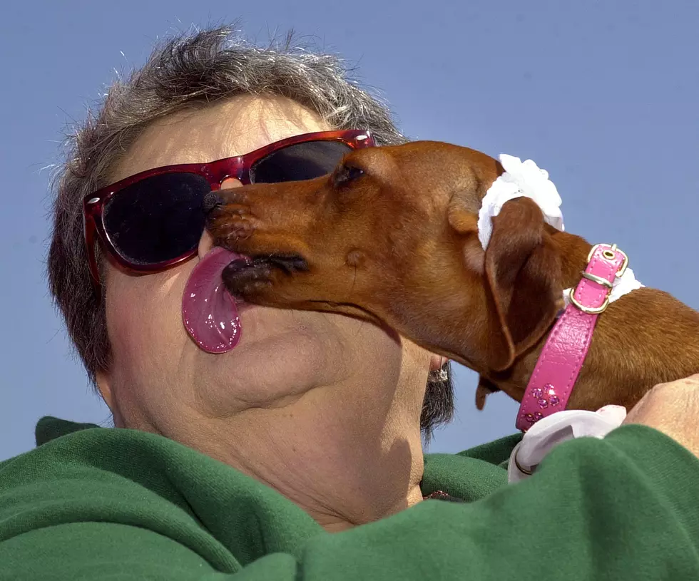 60 Percent Of Us Let Our Dogs Lick Our Face – Not A Good Idea