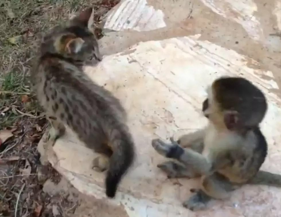 Baby Monkey And Kitten Play Together [VIDEO]
