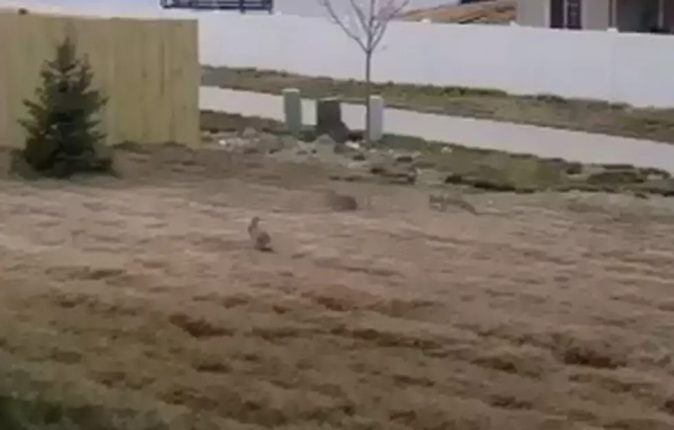 Is The Easter Bunny Training In Casper? [VIDEO]