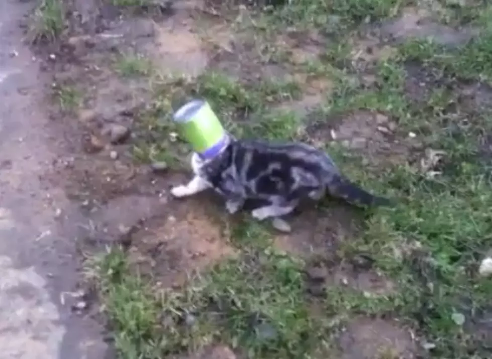 Worlds Strongest Redneck Rescues Cat with Can on its Head [VIDEO]