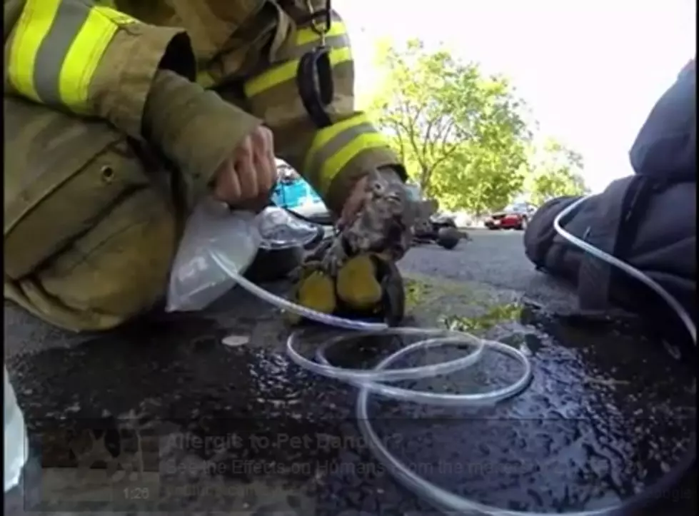 Helmet Camera Catches Firefighter Bringing A Kitten Back [VIDEO]