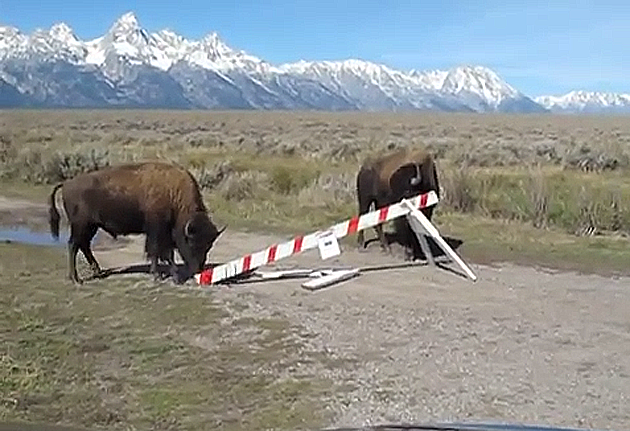 Bison Stops Traffic And Uses Car As A Scratching Post