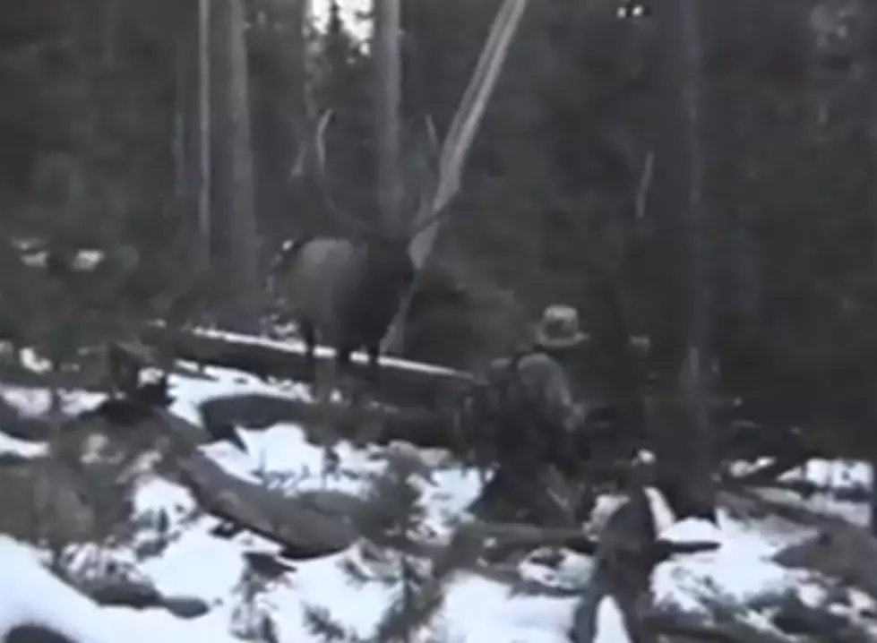 Elk Hunting At 1 Yard [VIDEO]