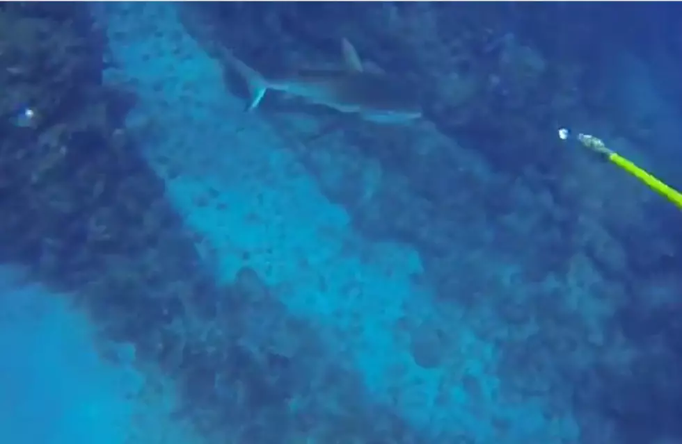 Shark Attacks Spear Fisherman – Caught on Camera [VIDEO]
