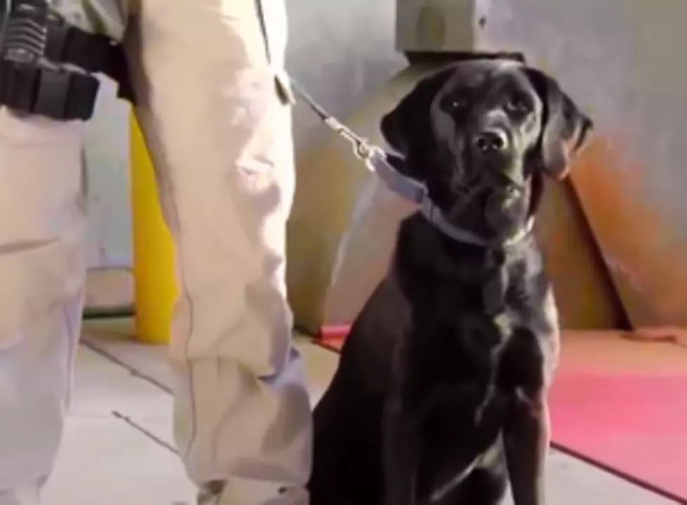 K-9 Cam Gives a Dogs Eye View of the CIA Headquarters [VIDEO]