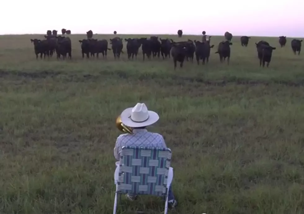 Farmer with a Trombone Serenades the Herd [VIDEO]