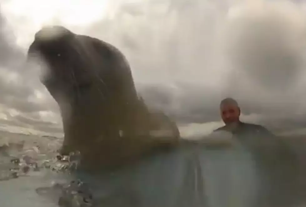 Seal and Surfer Share a Board and Some Waves [VIDEO]