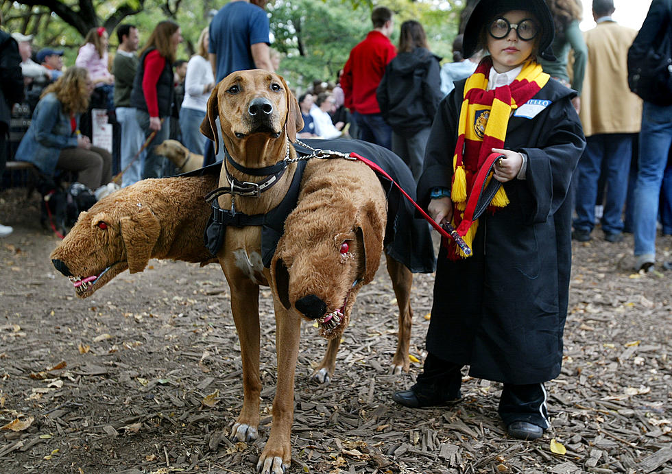 Halloween Safety Tips for Your Pets