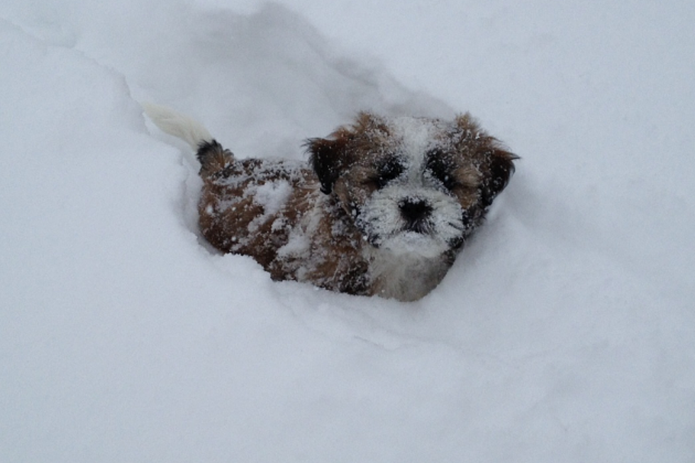 Extreme Cold Hits Wyoming! Tips to Keep Your Pets Safe.
