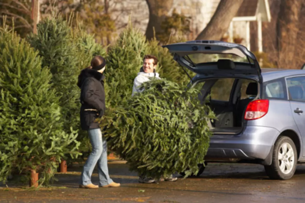 The City Of Casper To Offer Christmas Tree Recycling