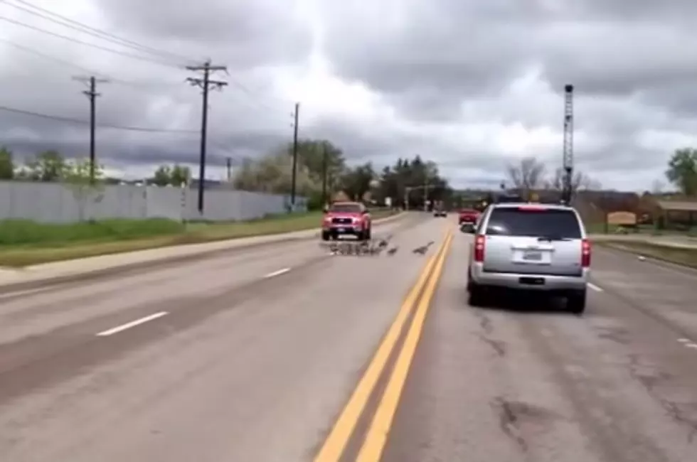 Geese with Goslings Cause a Wyoming Traffic Jam [VIDEO]