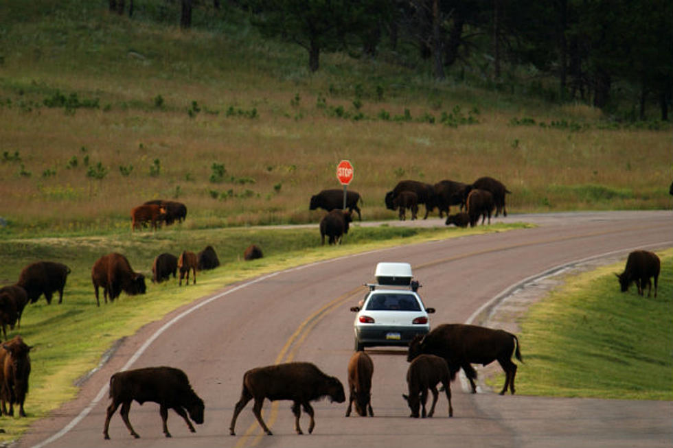 Wyoming’s Vehicle Accidents with Deer and Elk are Declining [VIDEO]
