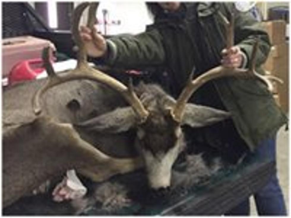 Mule Deer Buck Killed, Loon Ensnared By Trash [VIDEO]