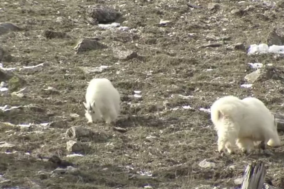 Wyoming Winter Driving Hazard: Salt-Loving Mountain Goats
