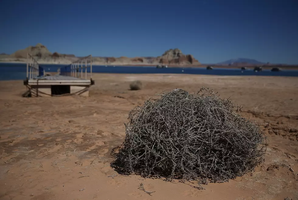 The Invasion Of The Tumbleweeds [VIDEO]