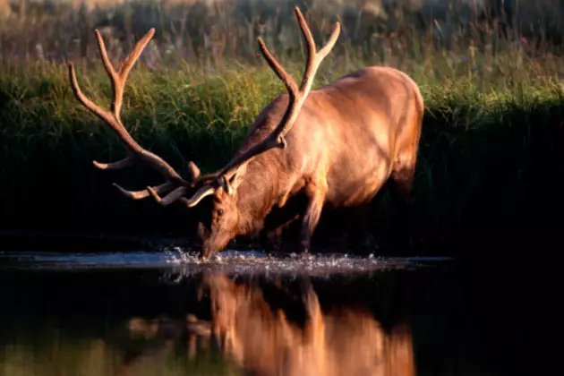 Application Deadline For Elk, Deer And Antelope Tags is Quickly Approaching