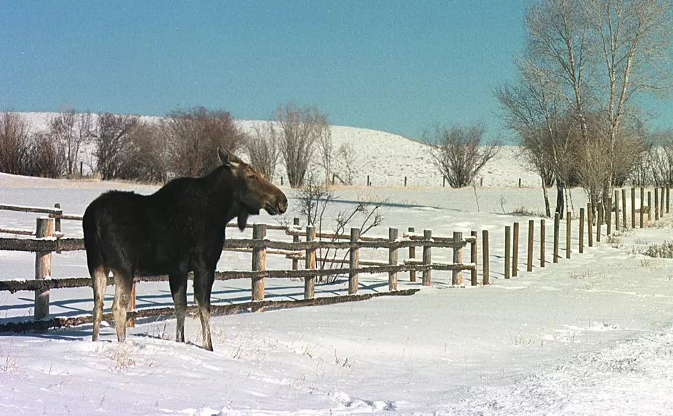 Wyoming Game And Fish Commission Meets To Talk 2017 Budgets