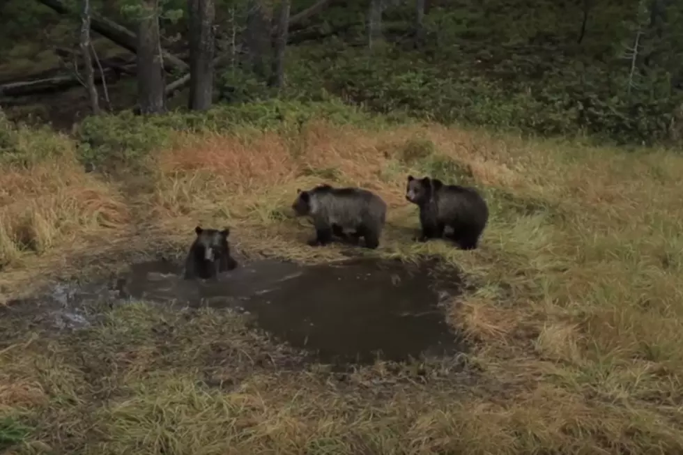Splish Splash Yellowstone Bears Taking a Bath [VIDEO]